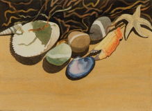 anne-sea-shells1
